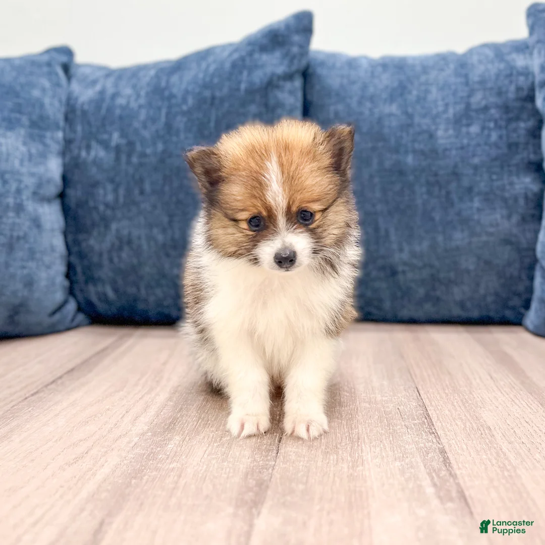 Pomeranian dogs for sale: Charlie - Ad 1