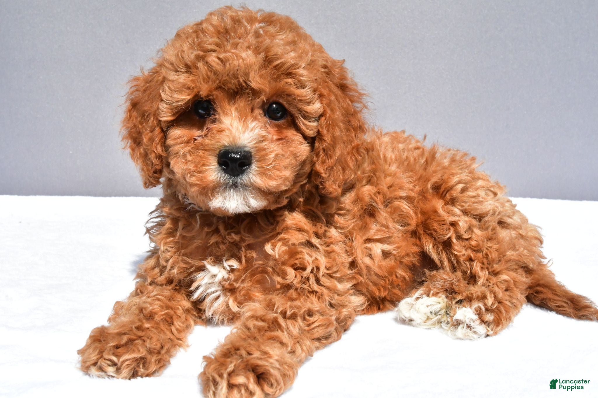 Cavapoo dogs Lexi - Ad 1