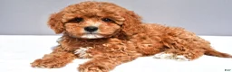 Cavapoo dogs for sale: Lexi - Ad 1