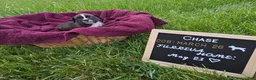 Boxer dogs for sale: Chase - Ad 1