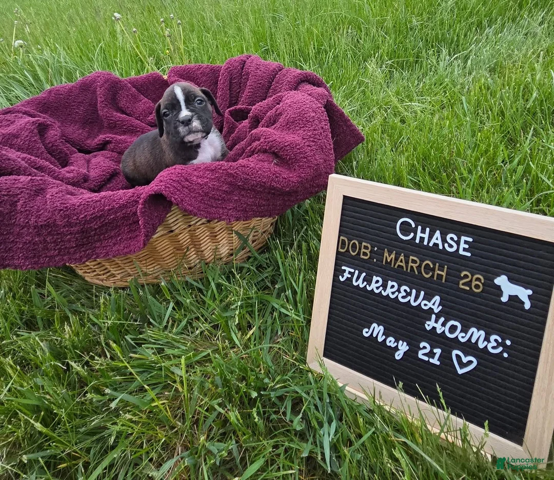 Boxer dogs for sale: Chase - Ad 1