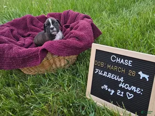 Boxer dogs Chase - Ad 12