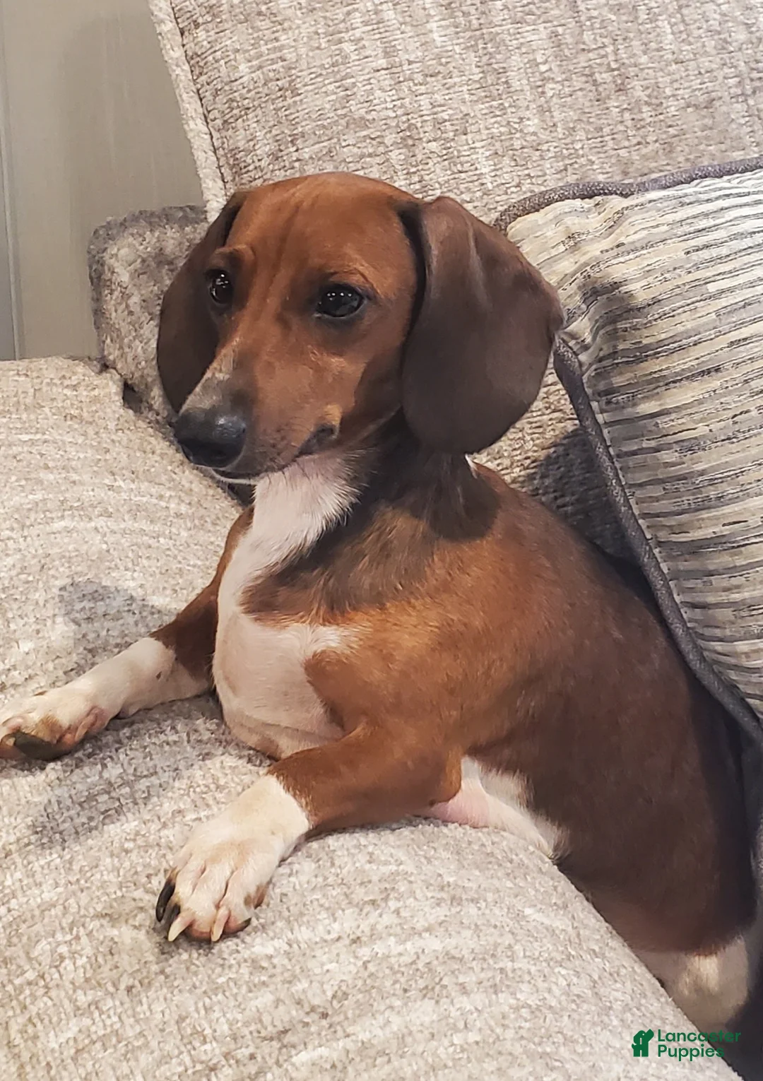 Dachshund dogs for sale: Dachshund Puppy 1 - Ad 2