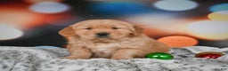 Golden Retriever dogs for sale: Charlie - Ad 3