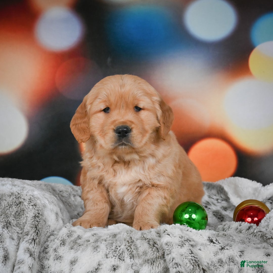 Golden Retriever dogs for sale: Charlie - Ad 3