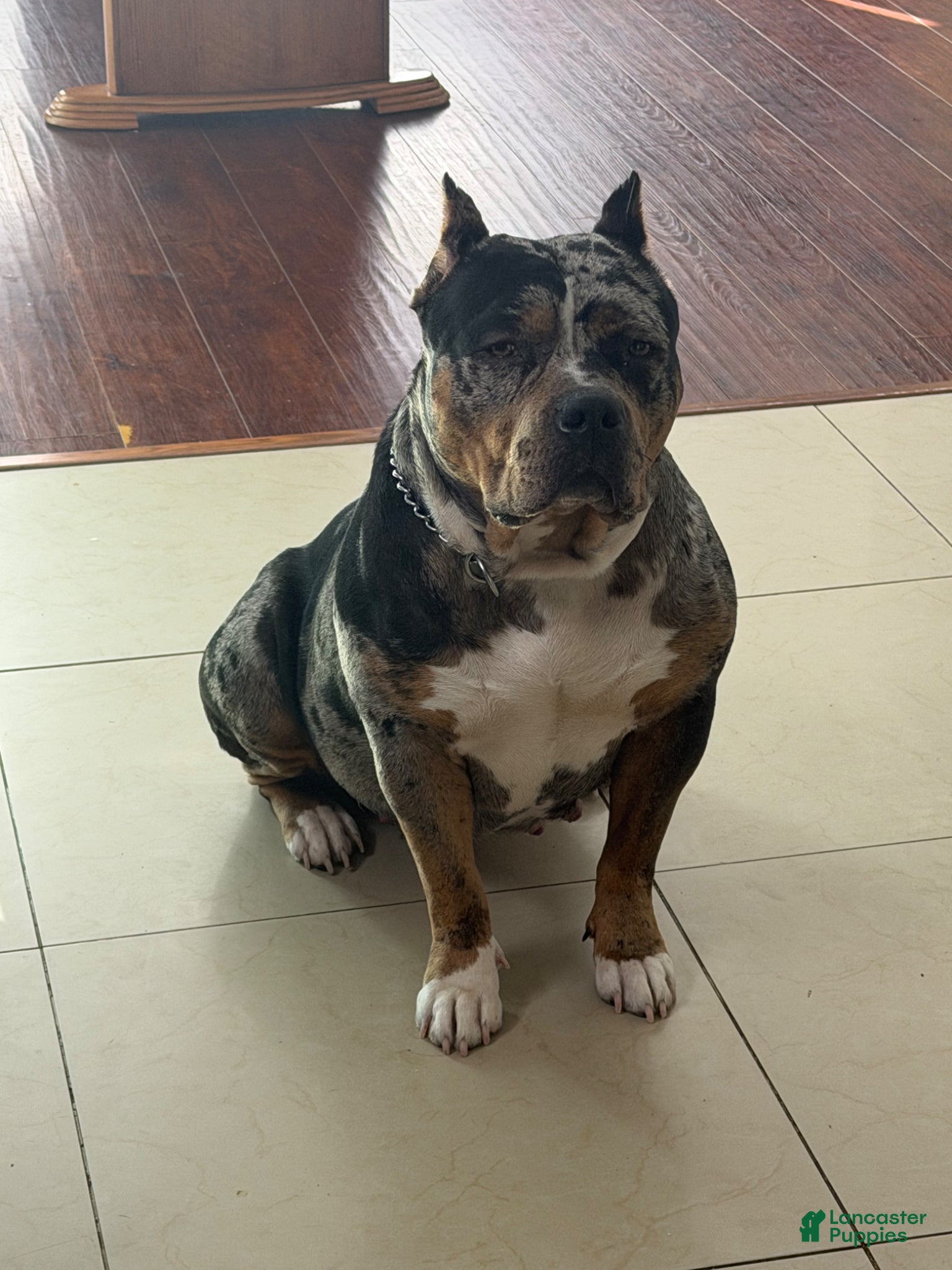 American Bully dogs American XL Bully, red - Ad 2