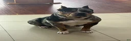 American Bully dogs for sale: American XL Bully, red - Ad 4