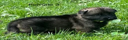 German Shepherd dogs for sale: German Shepherd 3 - Ad 7