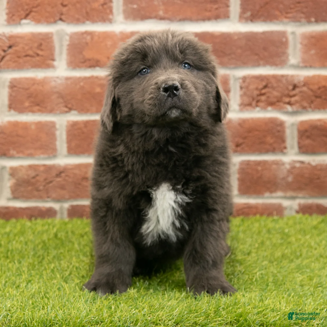 Newfoundland dogs for sale: Chester - Ad 3