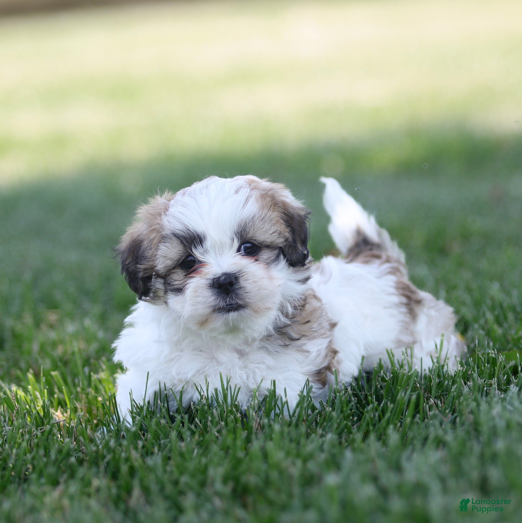 Teddy Bear dogs Tank Teddy Bear Puppy  - Ad 2