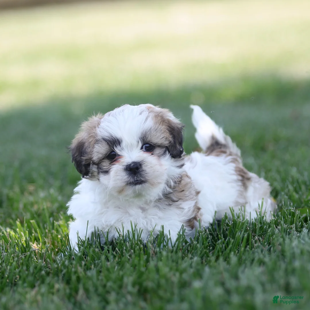 Teddy Bear dogs for sale: Tank Teddy Bear Puppy  - Ad 2