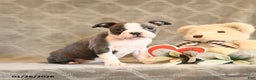 Boston Terrier dogs for sale: Honey - Ad 4