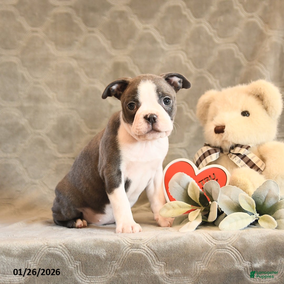 Boston Terrier dogs for sale: Honey - Ad 4