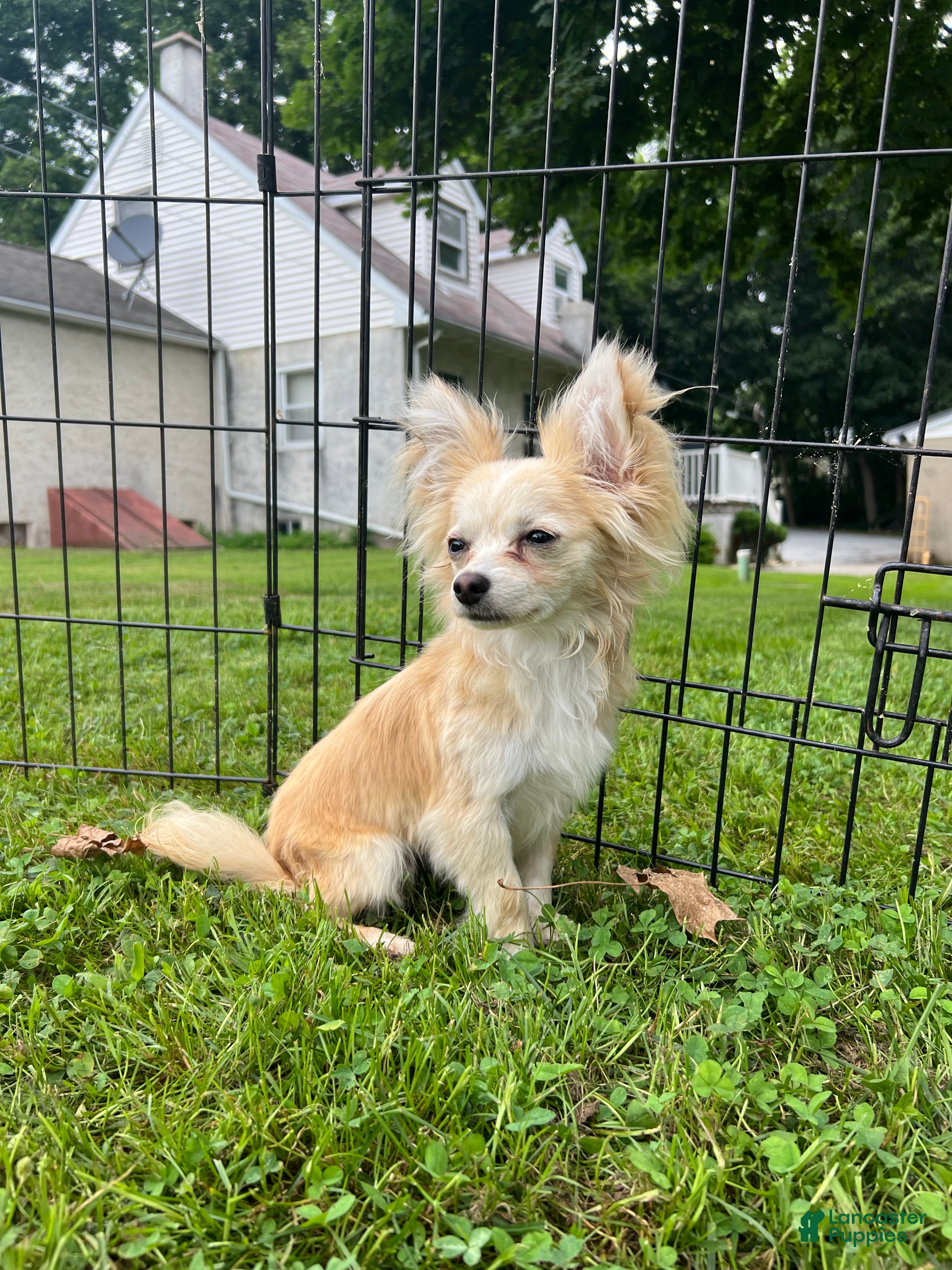 Papillon dogs Ozzy - Ad 1