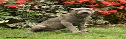 Cane Corso dogs for sale: Maverick  - Ad 4