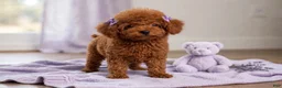 Toy Poodle dogs for sale: Toy Poodle 1 - Ad 4