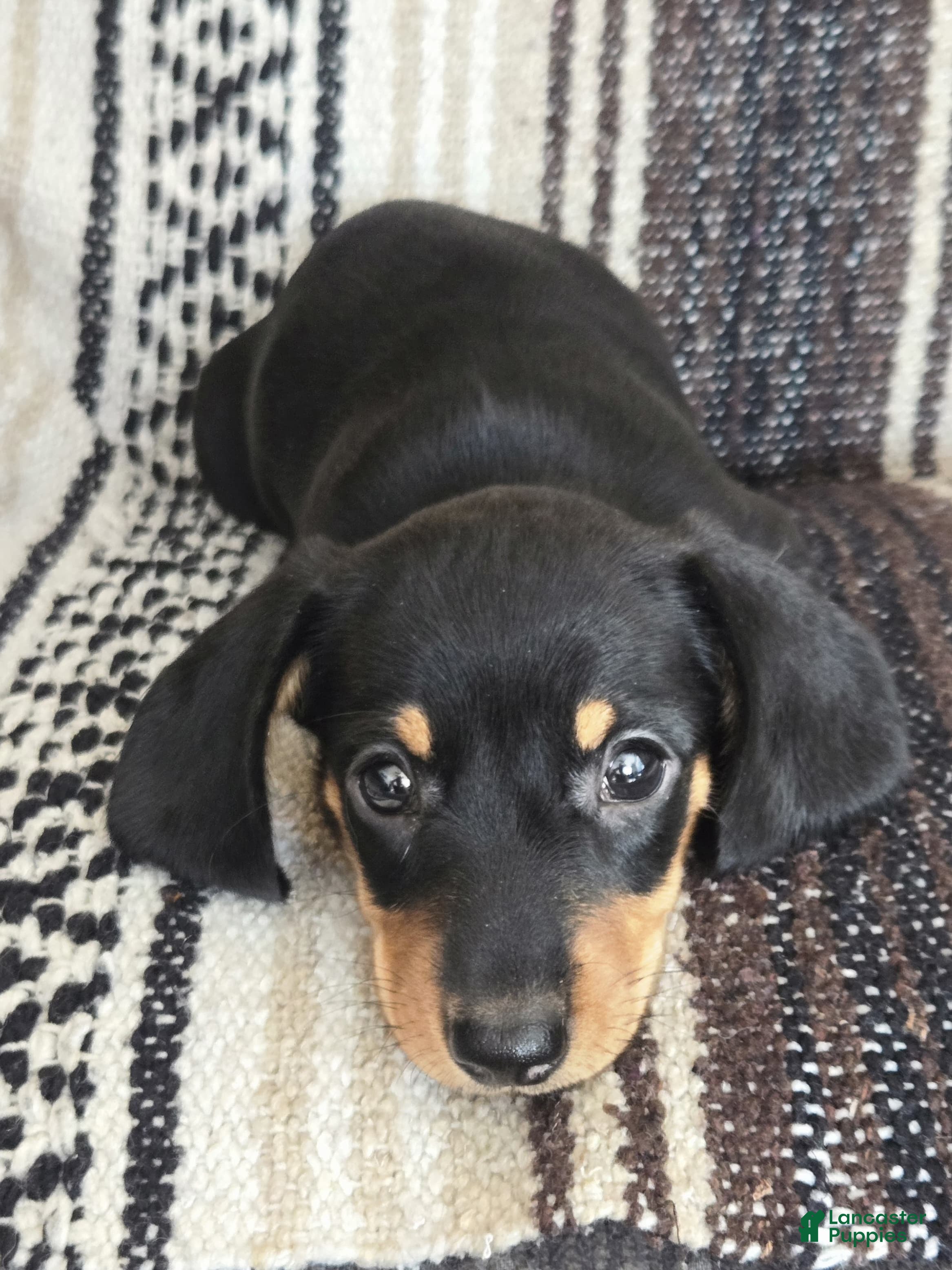 Miniature Dachshund dogs Emma - Ad 35