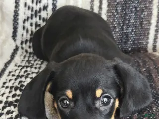 Miniature Dachshund dogs Emma - Ad 35