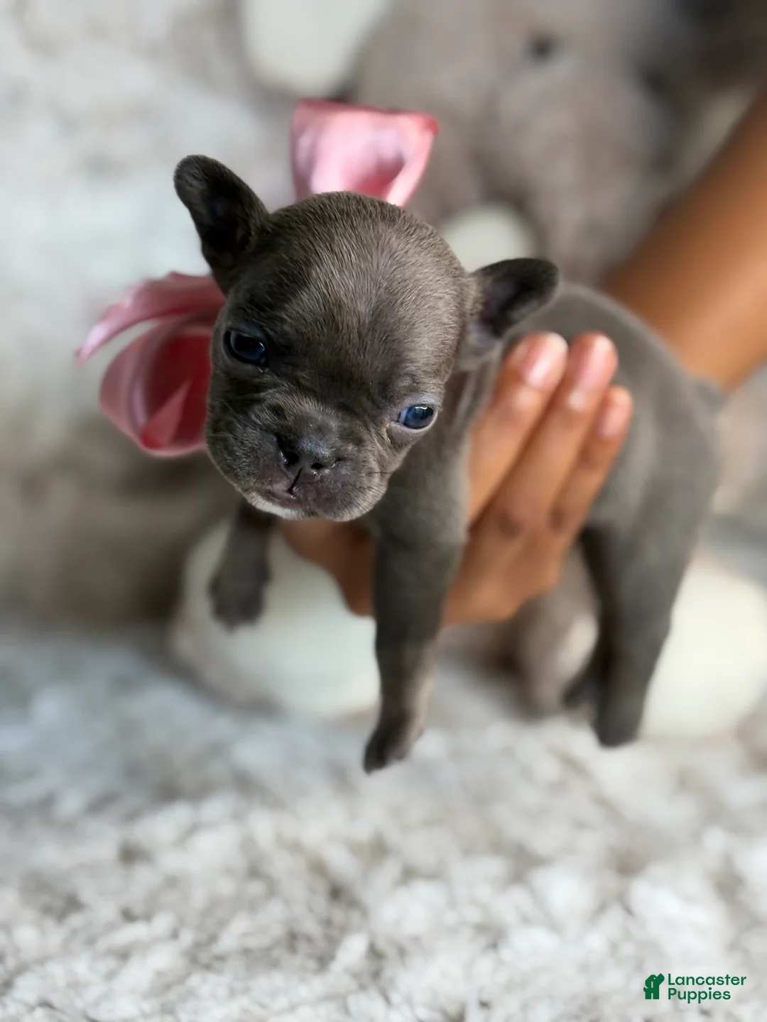 French Bulldog dogs for sale: Marley - Ad 5