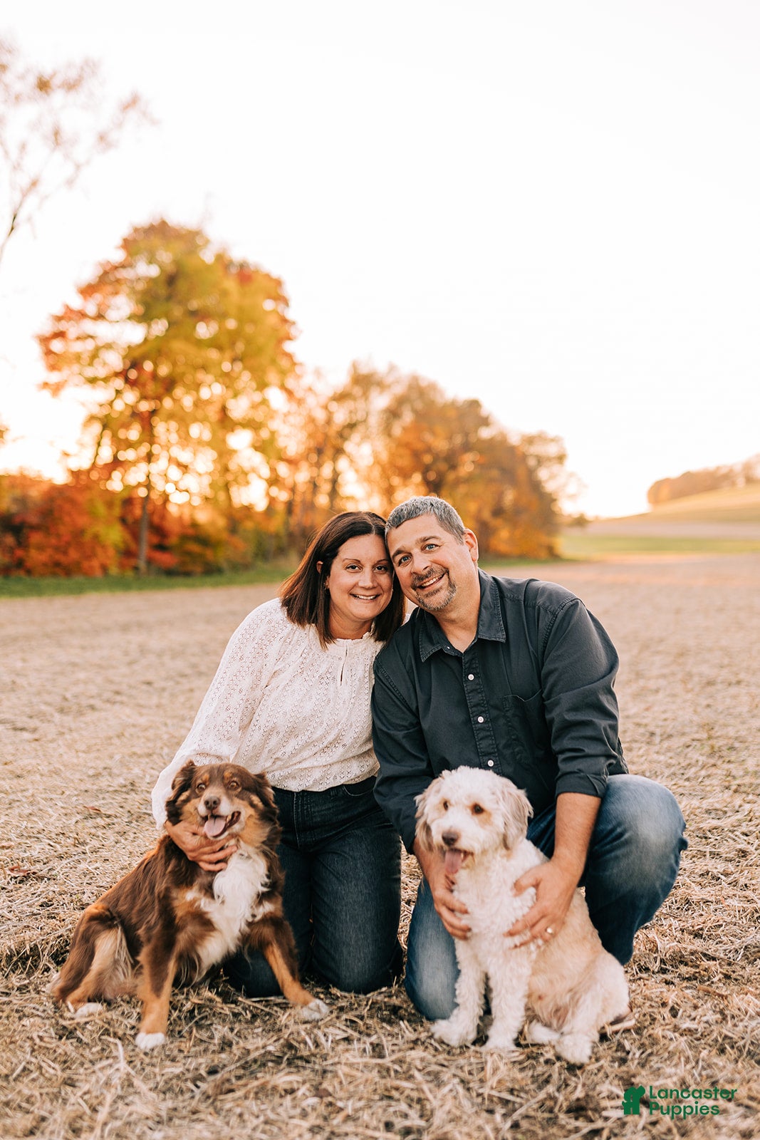 Mini Aussiedoodle dogs Paisley - Ad 2