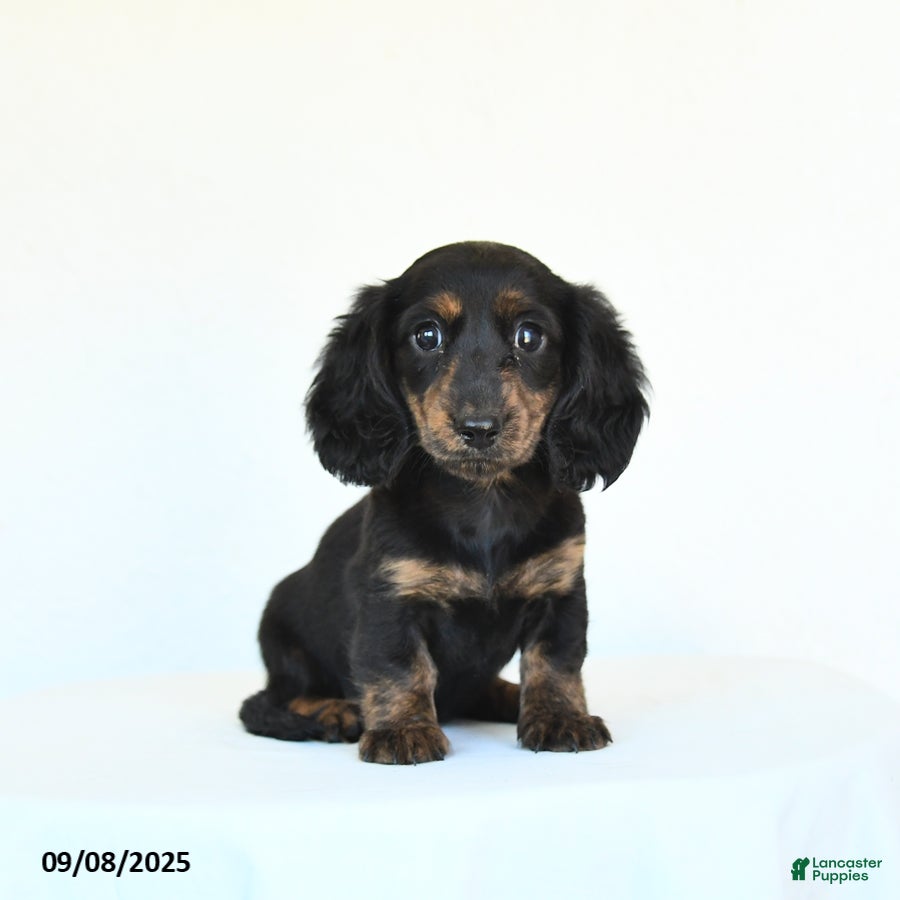 Miniature Dachshunds Dachshund Short Hair For Sale Dachshund Puppy
