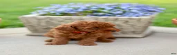 Mini Goldendoodle dogs for sale: Finn-Micro - Ad 1