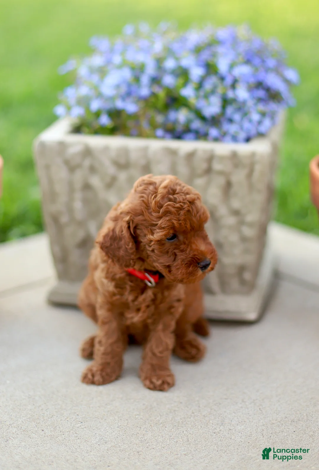 Mini Goldendoodle dogs for sale: Finn-Micro - Ad 1