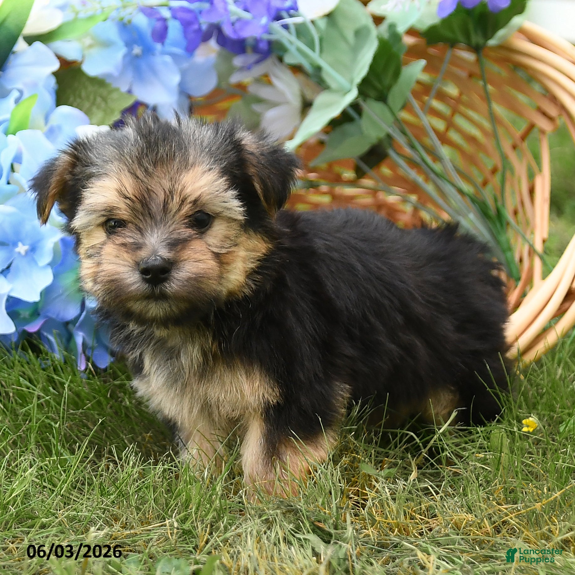 Morkie dogs for sale: Champ  - Ad 3