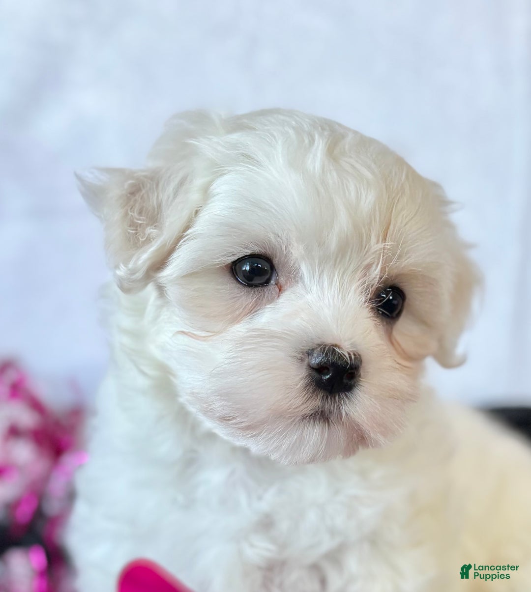 Maltese dogs for sale: Cara - Ad 7