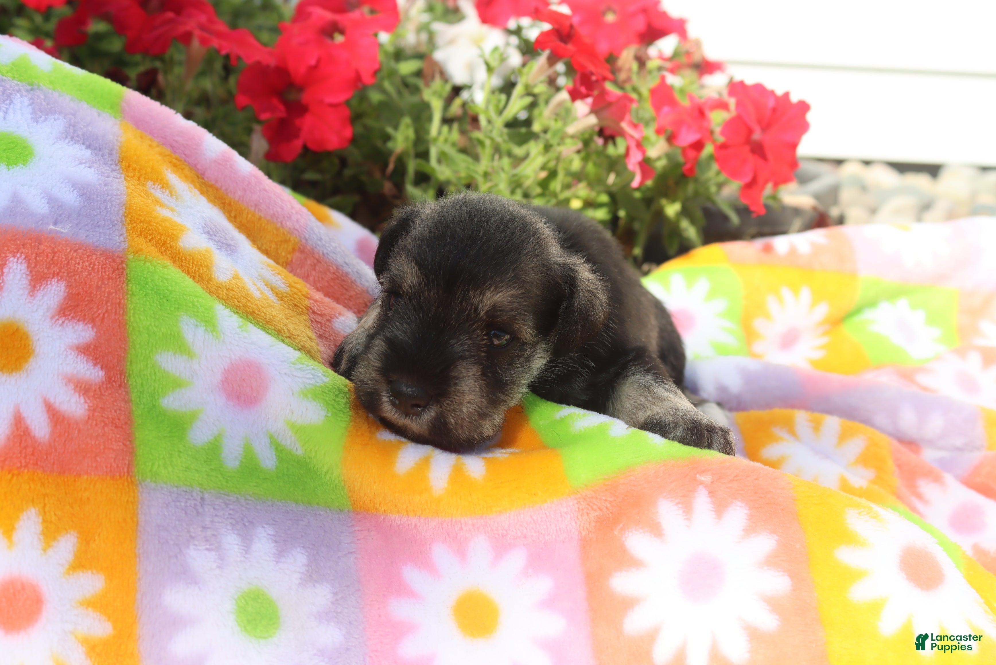 Miniature Schnauzer dogs Lizzy - Ad 1