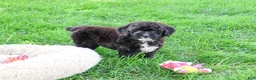 Saint Berdoodles dogs for sale: Wrenly - Ad 3