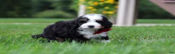 Mini Bernedoodle dogs for sale:  Tanner 🐶 - Ad 4
