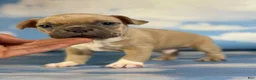 Frenchton dogs for sale: Luigi - Ad 3