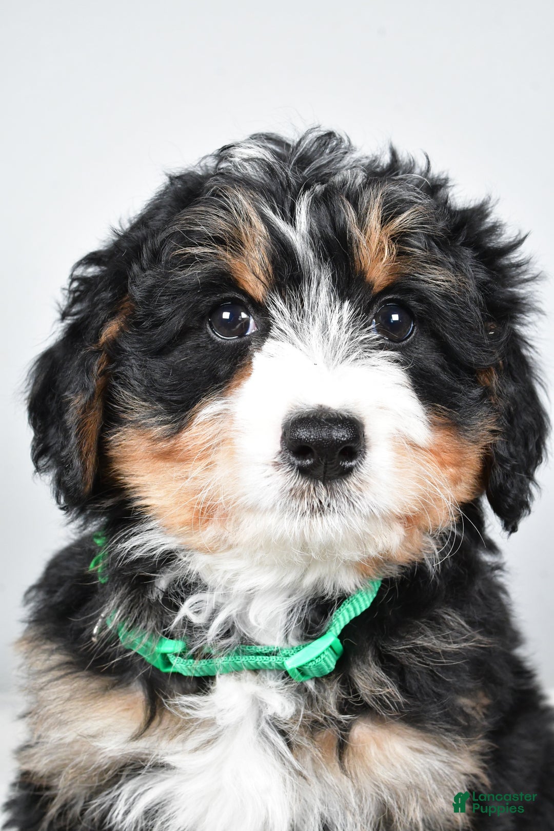Mini Bernedoodle dogs for sale: Annabell - Ad 9