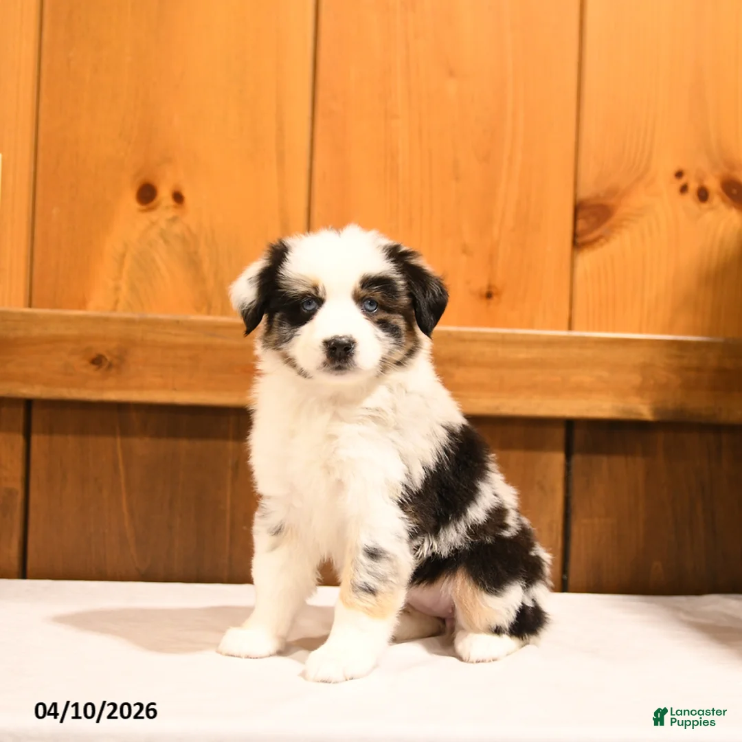 Miniature Australian Shepherd dogs for sale: Kela - Ad 5