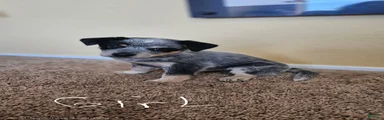 Australian Cattle Dog 4