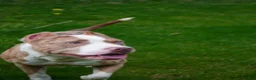 American Bully dogs for sale: American Bully 1 - Ad 3