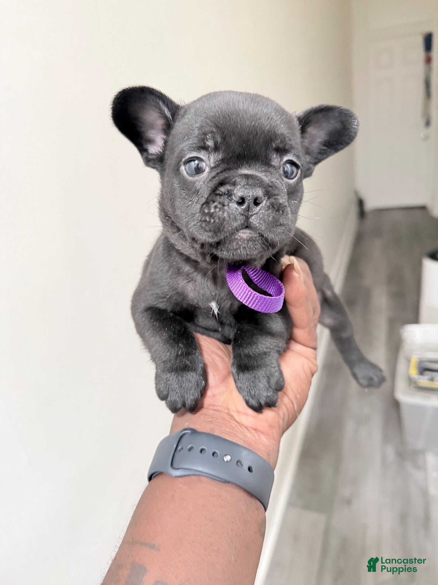 French Bulldog dogs French Bulldog 4 - Ad 1