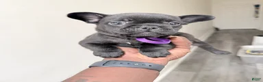 French Bulldog 4