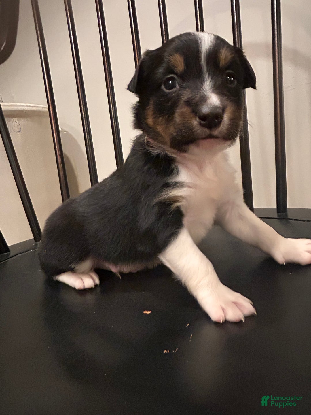 Australian Shepherd dogs for sale: Hank - Ad 2