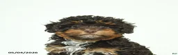 Havapoo dogs for sale: Hellen - Ad 4