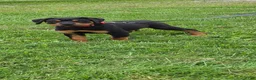 Rottweiler dogs for sale: Rottweiler 3 - Ad 4