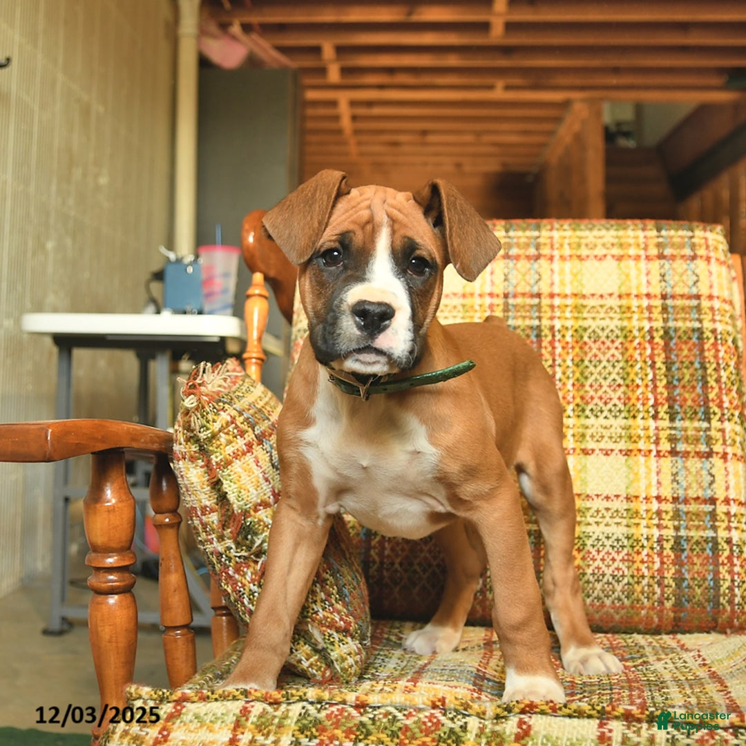 Boxer dogs for sale: Bambi - Ad 5