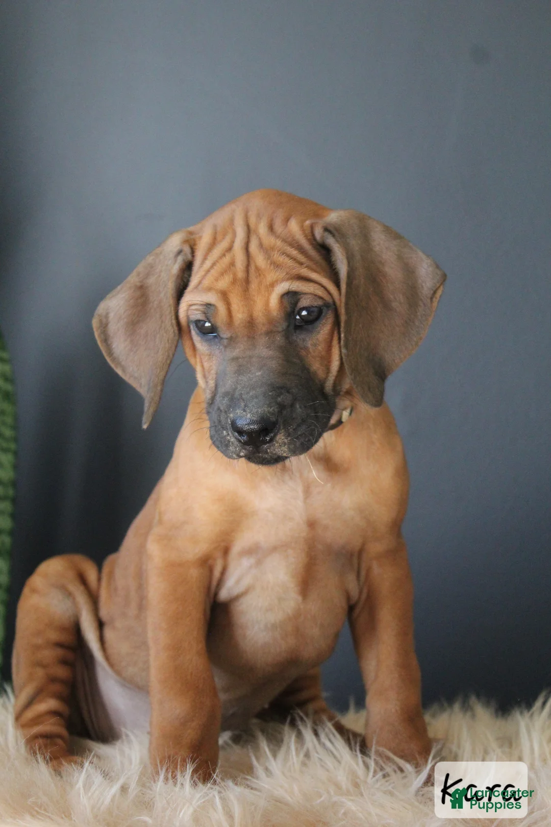Rhodesian Ridgeback dogs for sale: Kara - Ad 2