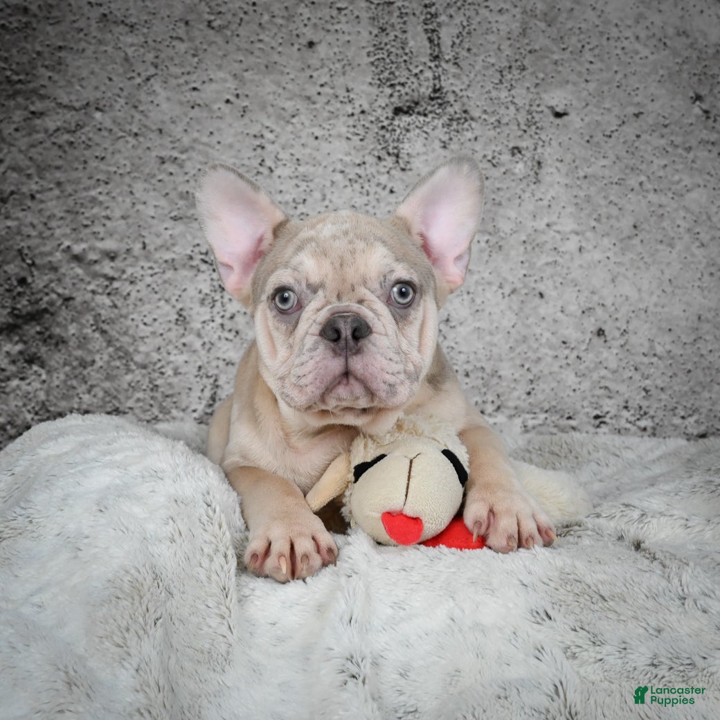 French Bulldog dogs for sale: Axel - Ad 1