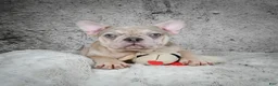 French Bulldog dogs for sale: Axel - Ad 1
