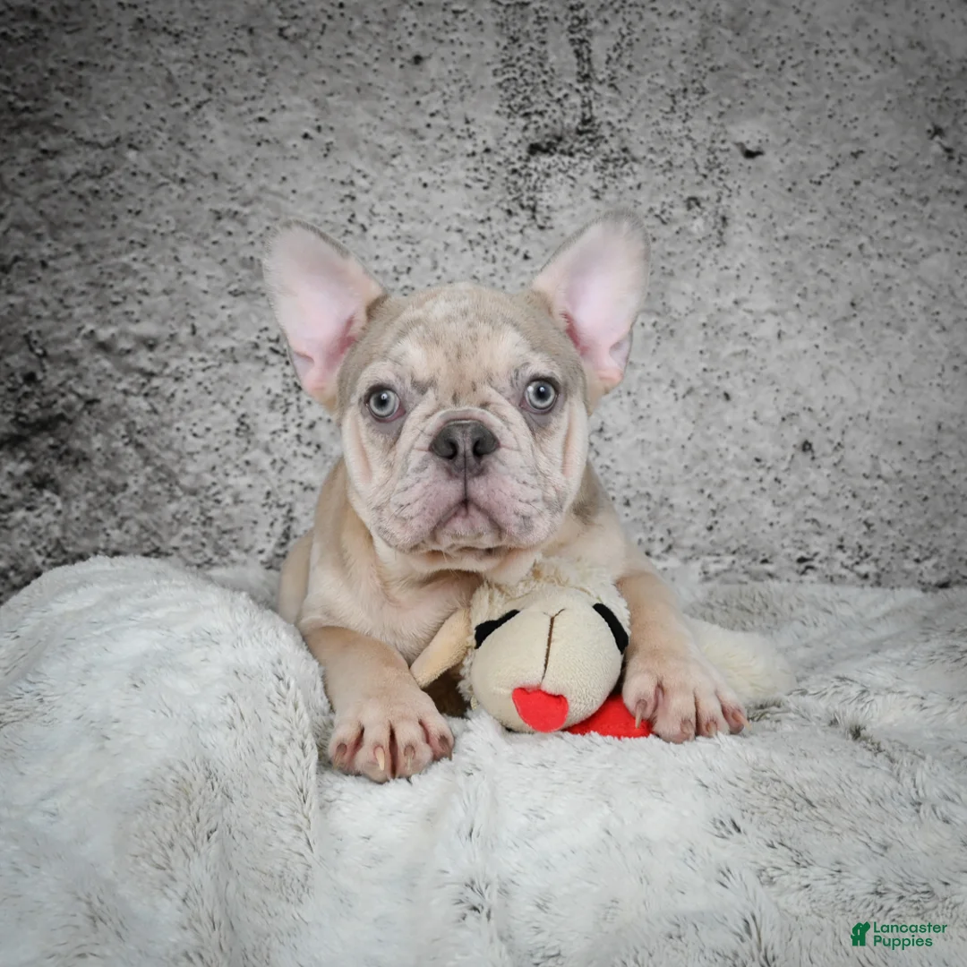 French Bulldog dogs for sale: Axel - Ad 1