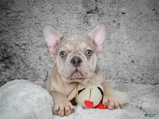 French Bulldog dogs Axel - Ad 23