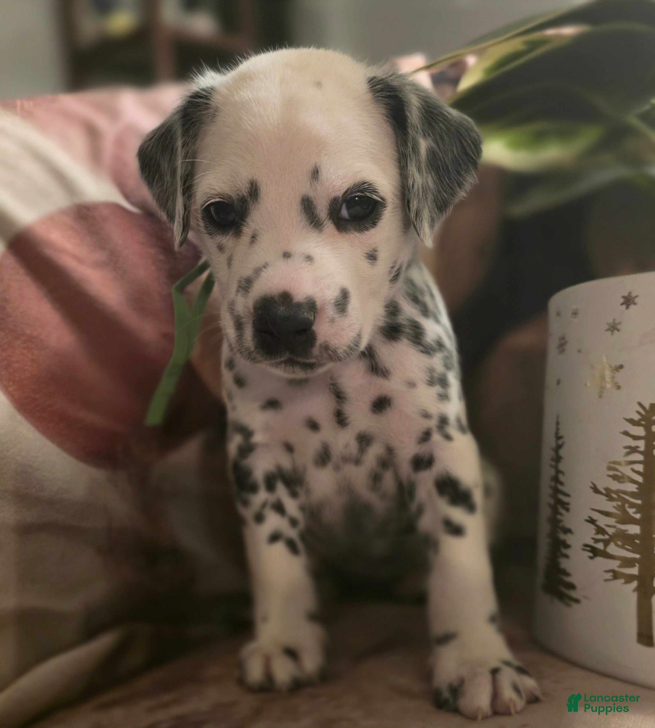 Dalmatian dogs Obsidian - Ad 15