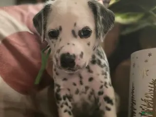 Dalmatian dogs Obsidian - Ad 15